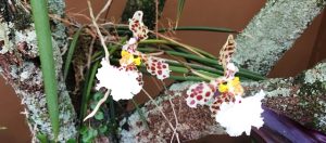 gumer meirino orquideas